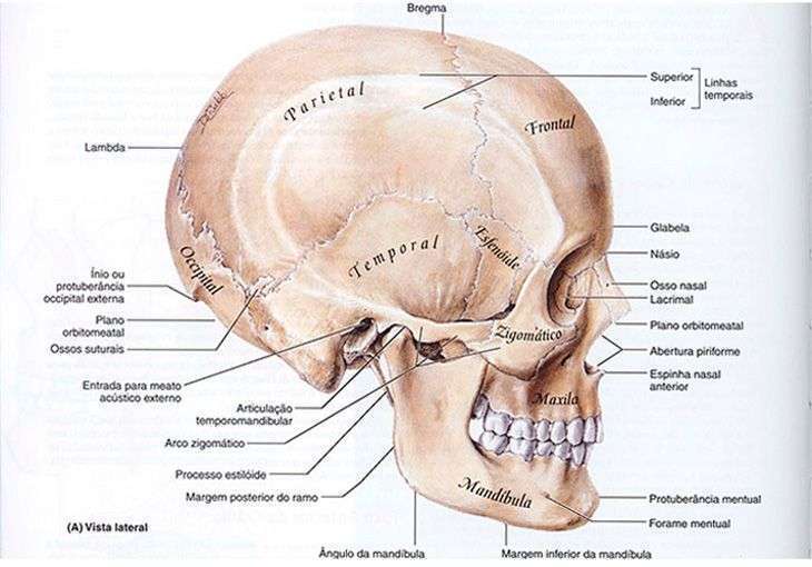 anatomia do crânio