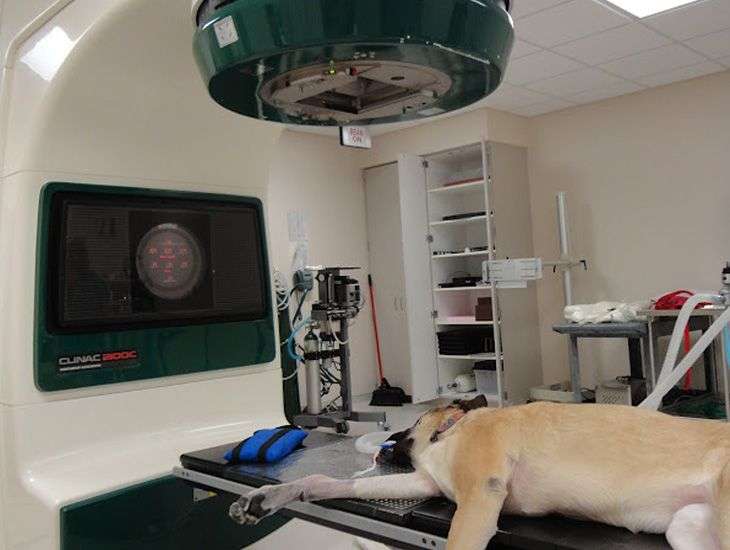 Radiologia veterinária - Cachorro