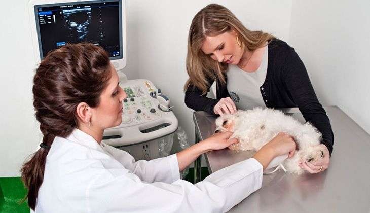 Radiologia veterinária - Cão