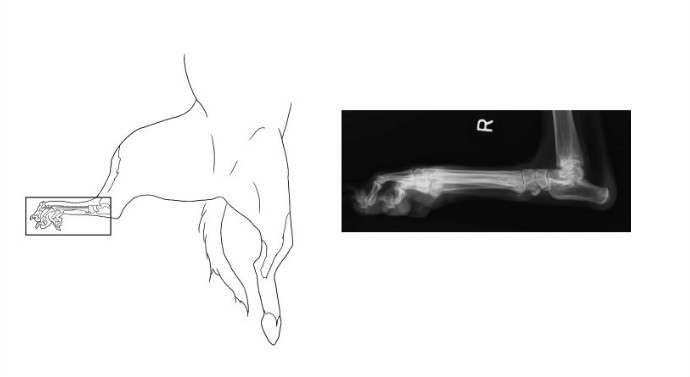 radiologia veterinária - posicionamento radiológico tibia fibula