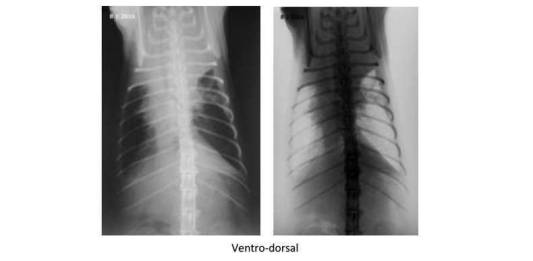 Radiologia Veterinária: Felino com Dificuldade de Respiração (Estudo de Caso)