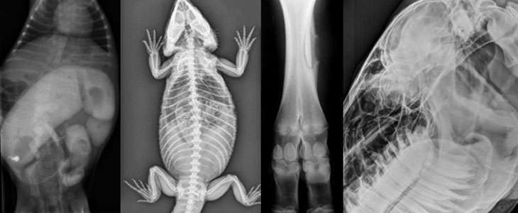 radiologia veterinária - trabalhar com animais